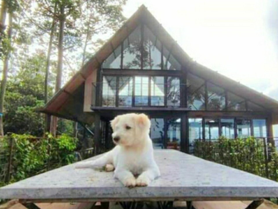10-penginapan-pet-friendly-di-bandung-pas-buat-liburan-bareng-anabul-2.jpg