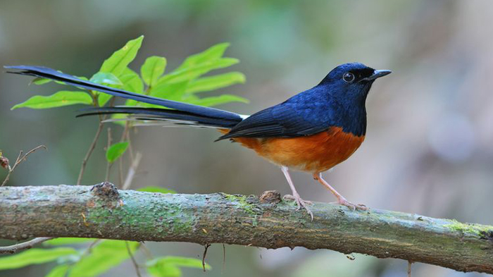 3-pelaku-pencurian-burung-kicau-di-lampung-tengah-berbagi-peran-1-orang-eksekutor.jpg