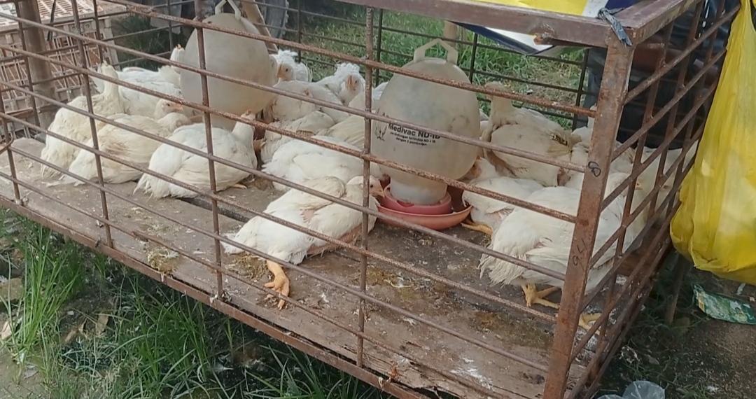 AYAM-Ayam-broiler-di-Pasar-KTM-di-Kecamatan-Mesuji-Timur.jpg