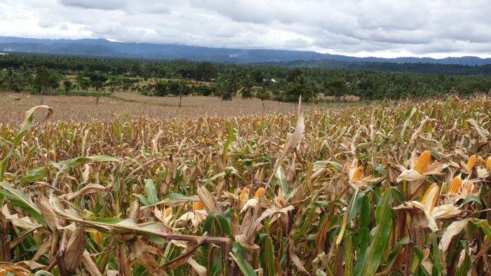 Alasan-petani-di-Lampung-Tengah-pilih-tanam-jagung.jpg