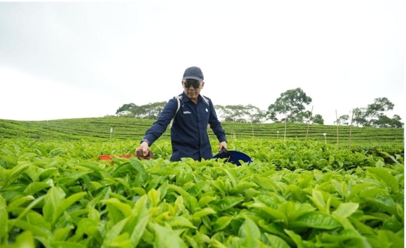 Teh dan Karet PalmCo Raih Laba Positif, Sejarah Baru Holding Perkebunan Nusantara