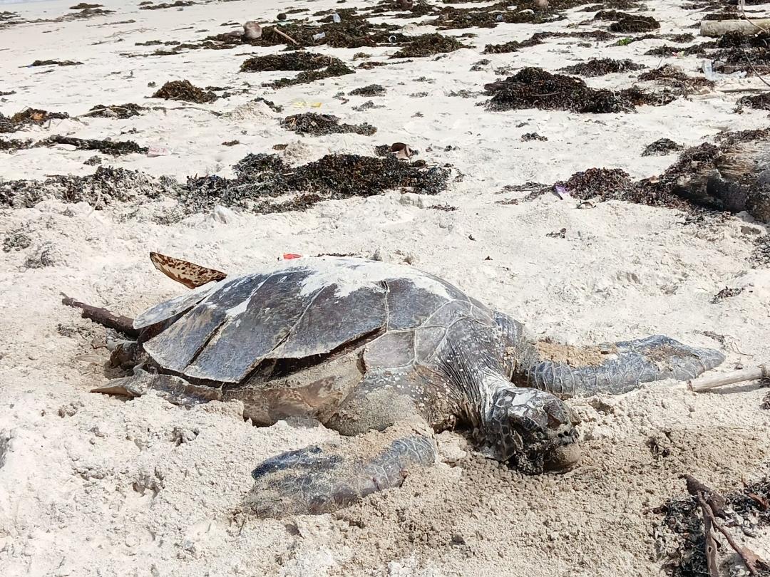 Bangkai-penyu-lekang-di-Labuhan-Jukung-Krui.jpg