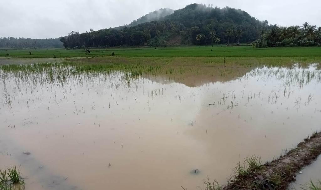 Tangani Banjir di Persawahan Pringsewu Lampung, Poktan dan Petugas P3A Diminta Bersihkan Pintu Air