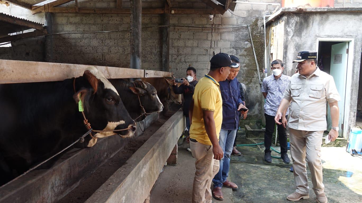 Disnakeswan Lampung Selatan Bentuk Satgas Pengendalian Penyakit Mulut-Kuku