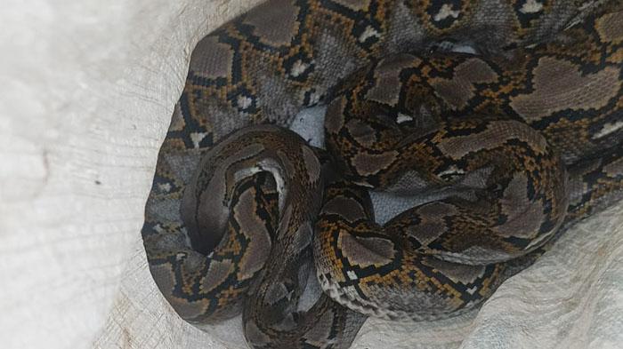 Damkartan Tulangbawang Barat Lampung Evakuasi Ular Piton Pemangsa Ayam Warga