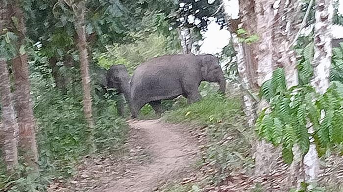 18 Gajah Liar Rusak Saluran Air Bersih di Permukiman Warga Lampung Barat