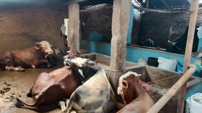 Distan-Pringsewu-Klaim-Tidak-Ada-Ternak-Derita-PMK-di-Pringsewu.jpg