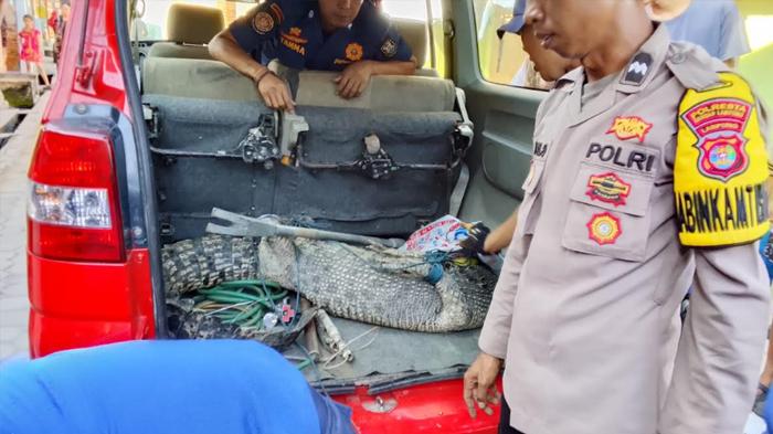 Dramatis, Buaya Muara 3 Meter Dievakuasi dari Jaring Nelayan di Bandar Lampung