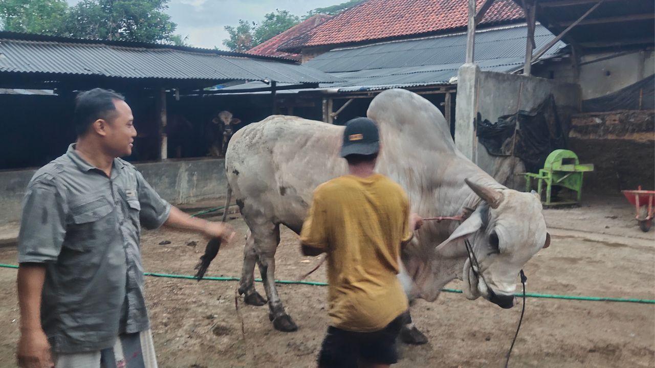 Edi-peternak-sapi-Lampung-Tengah.jpg