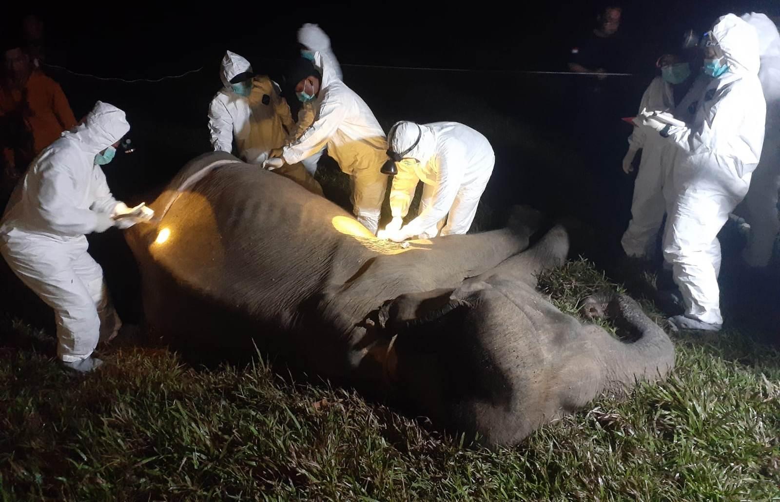 Seekor Gajah Betina Mati di Way Kambas Lampung Timur, Tim Medis Lakukan Autopsi