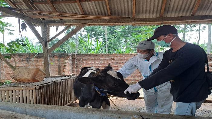 Target Vaksinasi PMK pada Ternak di Metro Lampung Selesai Akhir Juni