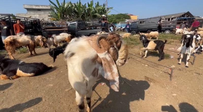 Harga-kambing-kurban-di-Pringsewu-Rabu.jpg