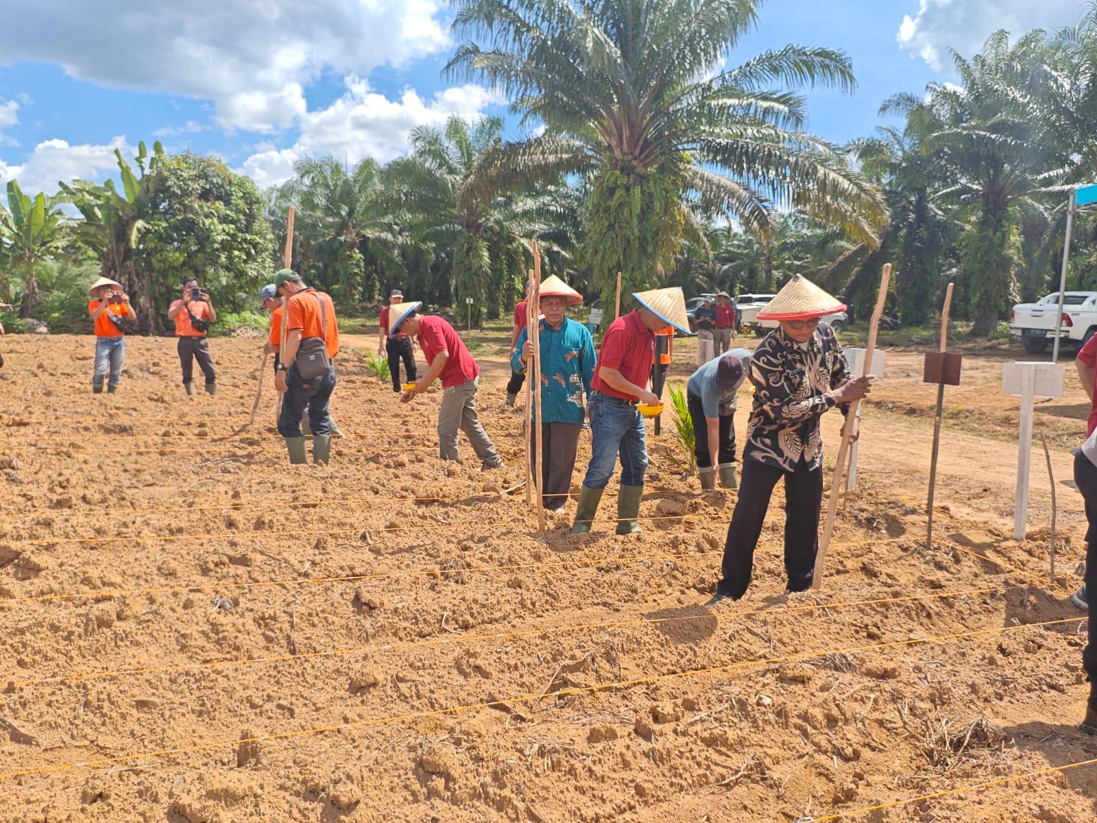 Dukung Program Ketahanan Pangan, PT PPA Mesuji Tanam Jagung di Lahan Perkebunan