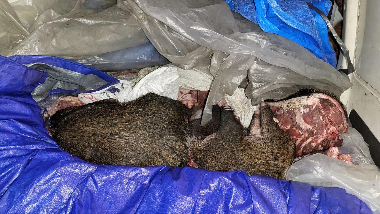 KSKP Bakauheni Amankan 720 Kilogram Daging Celeng dari Bengkulu Selatan yang Akan Dikirim ke Bekasi