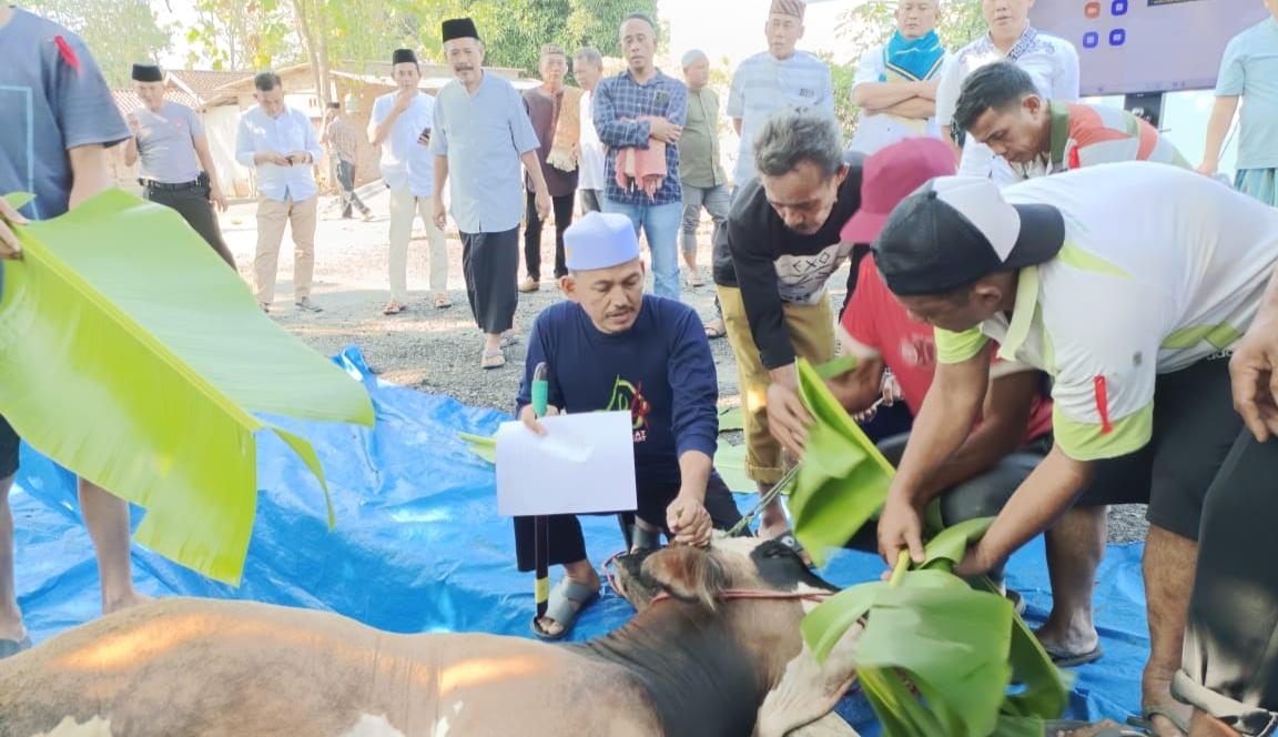 Polres Way Kanan Polda Lampung Sembelih 5 Sapi di Idul Adha