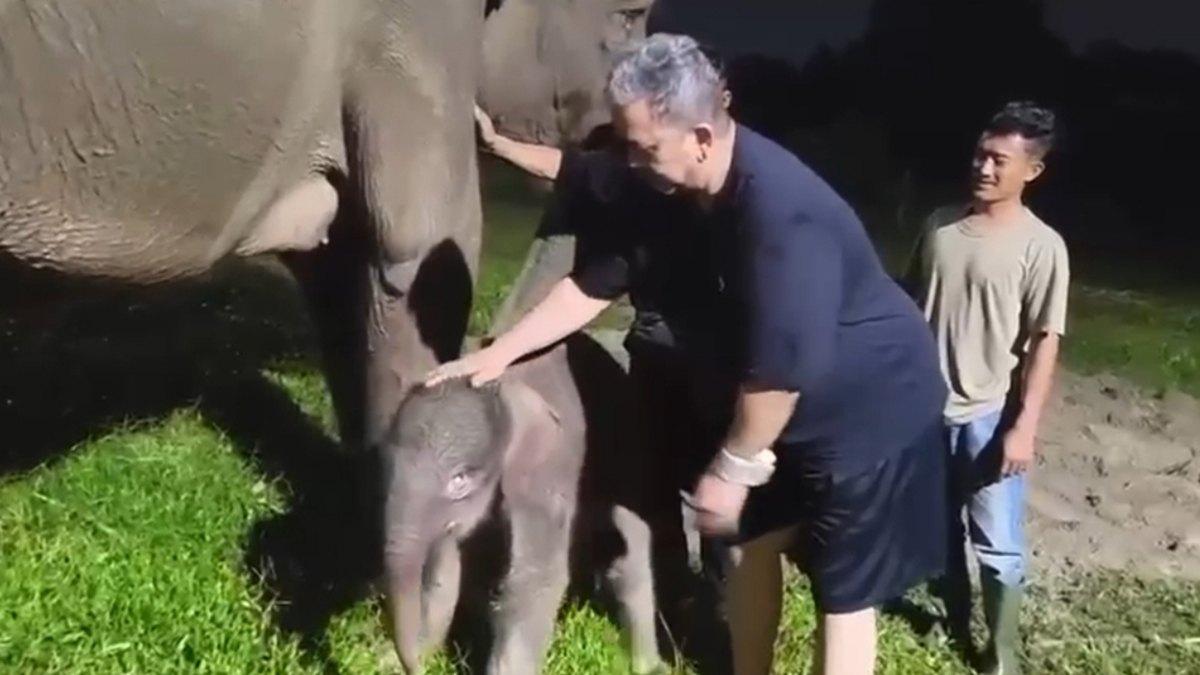 Kondisi-bayi-gajah-yang-lahir-di-taman-satwa-lembah-hijau-Bandar-Lampung.jpg