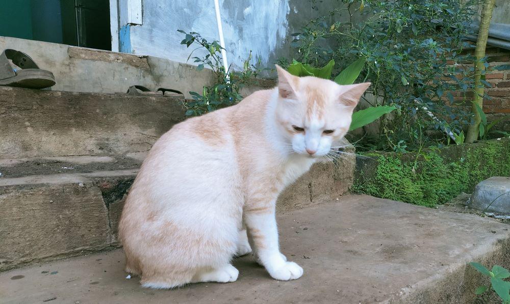 600 Hewan Penular Rabies di Bandar Lampung Sudah Divaksin