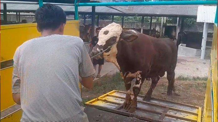 Idul Adha 2024, Kebutuhan Hewan Kurban di Bandar Lampung 5.500 Ekor