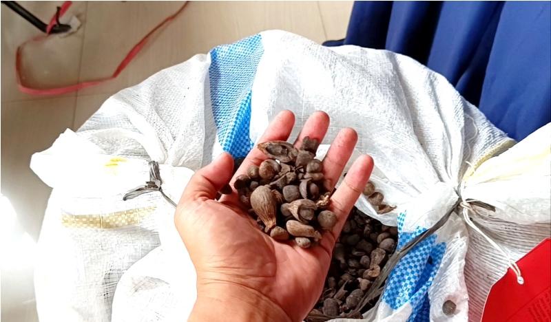 Mantan Satpam PTPN Lampung Selatan Buron karena Terlibat Pencurian Inti Sawit