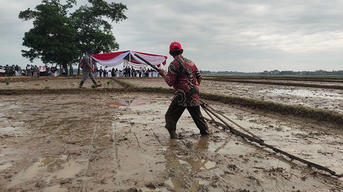 Menteri-Pertanian-RI-Andi-Amran-Sulaiman-bakal-menanam-padi.jpg