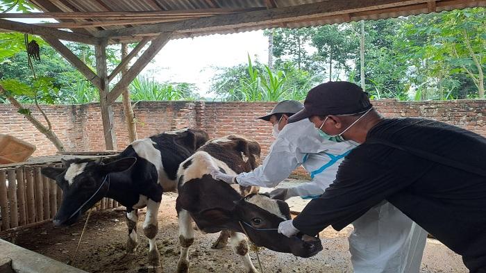 Ada 726 Kasus Hewan Ternak Terjangkit, Lampung Kini Mendekati Zona Merah Penyebaran PMK