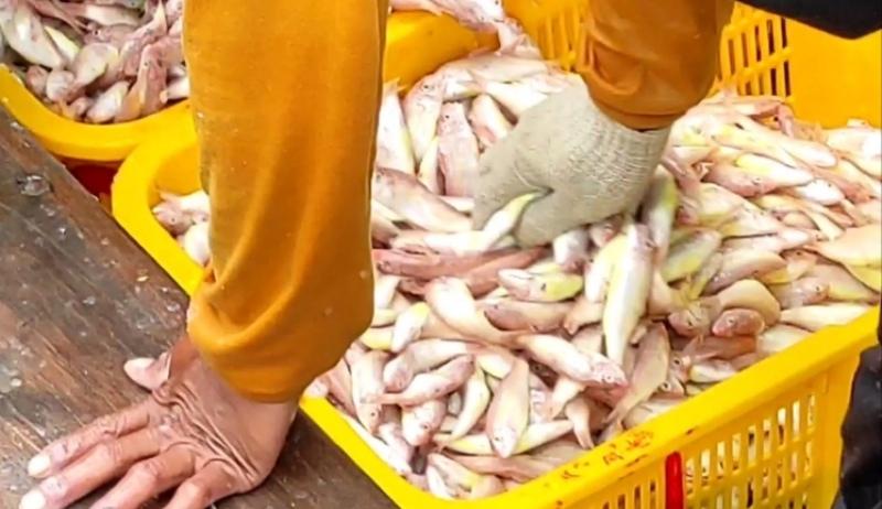 Nelayan di Bandar Lampung Butuh Alat Tangkap, Bantuan Pemerintah Kerap Tidak Merata