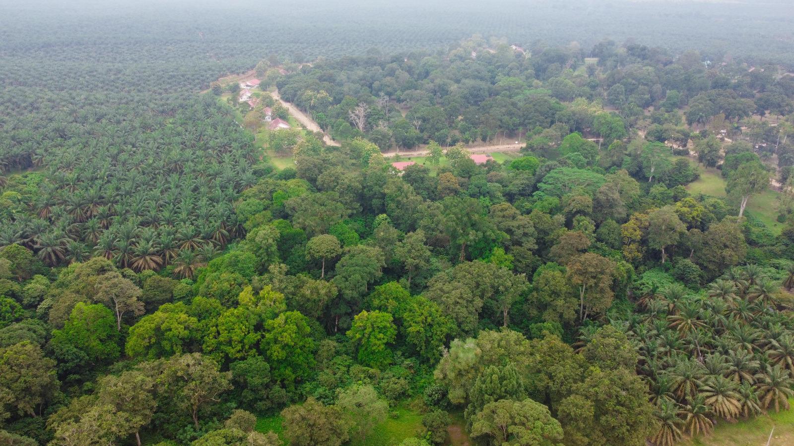 Punya 14 Ribu Ha HCV, Ini Langkah PalmCo Menjaga Spesies Langka