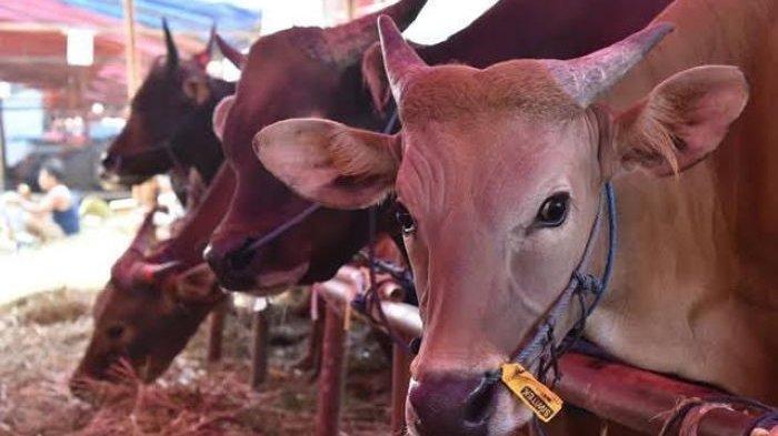 PRIA-TEWAS-DIINJAK-SAPI-Ilustrasi-sapi.jpg