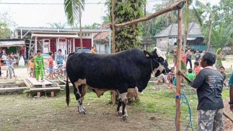 Pemkab-Mesuji-sediakan-28-sapi-kurban-untuk-masyarakat.jpg