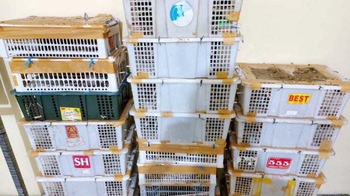 Penyelundupan Burung Liar di Sumatera Banyak yang Terungkap di Lampung