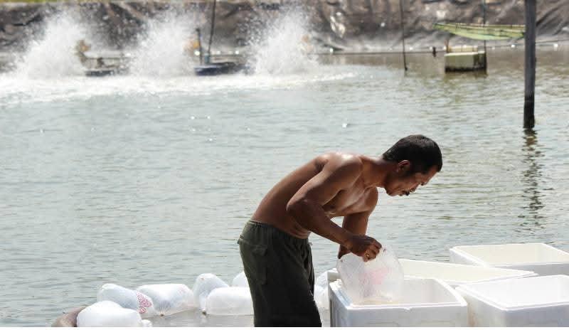 Pemberlakuan Tarif Baru oleh AS Hantam Tambak Rakyat di Lampung