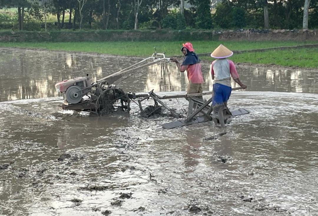 Petani-di-Metro-Lampung-sedang-membajak-sawah.jpg