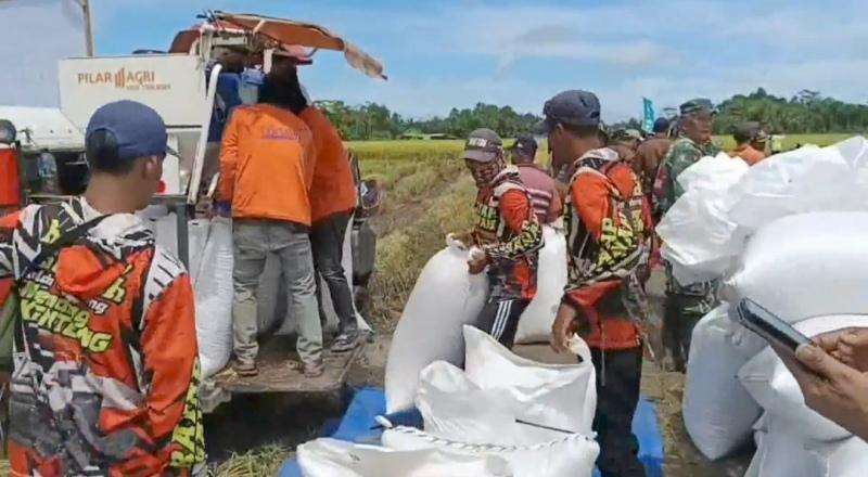 Bulog Tulangbawang Lampung Hanya Terima 10 Ton Gabah Petani per Hari 