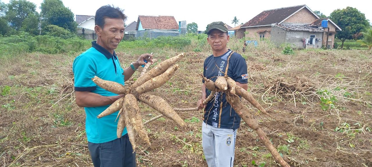 Petani-singkong-di-Lampung-Tengah-654.jpg