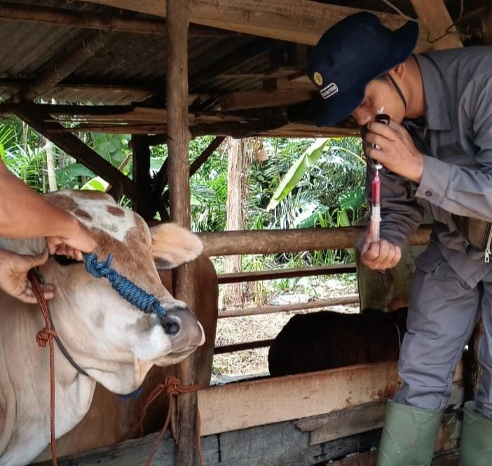 Cegah Penyakit LSDV, Distan Tulangbawang Lampung Vaksinasi Sapi dan Kerbau