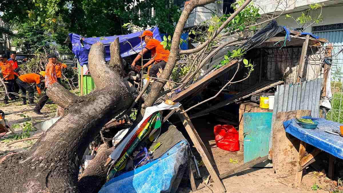 Nenek Laili Jadi Korban Pohon Tumbang di Bandar Lampung, Sempat Timpa Warung - Tribunlampung.co.id