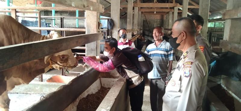 Polres-lampung-utara-awasi-PMK-pada-hewan-ternak.jpg