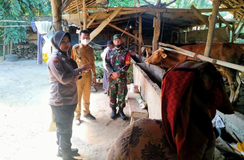Jajaran Polsek Gunung Sugih Lakukan Pendampingan Pemilik Hewan Ternak Cegah PMK