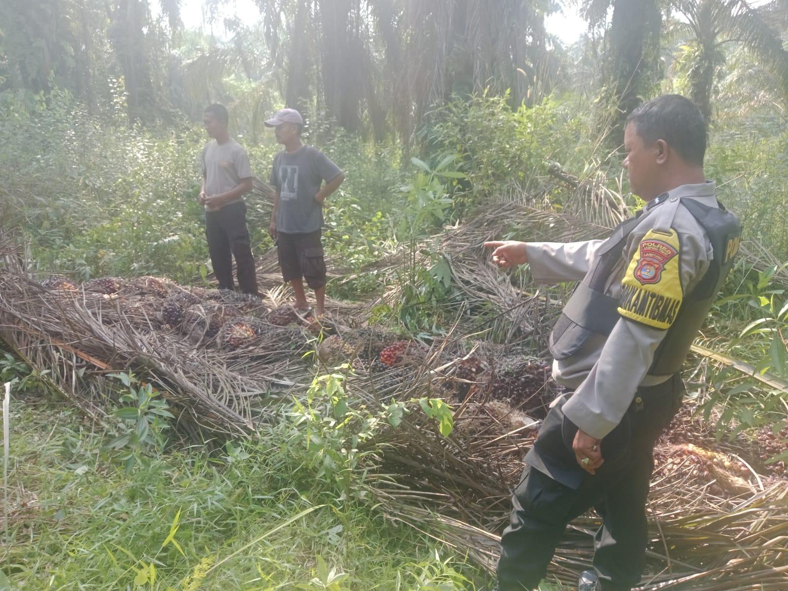 Beraksi Seorang Diri, Pencuri Sawit 1 Ton Diamankan di Lampung Timur - Tribunlampung.co.id