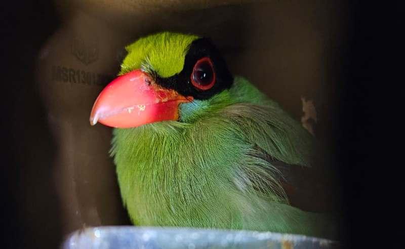 Ratusan-burung-ilegal-diselundupkan-dalam-toilet-bus.jpg