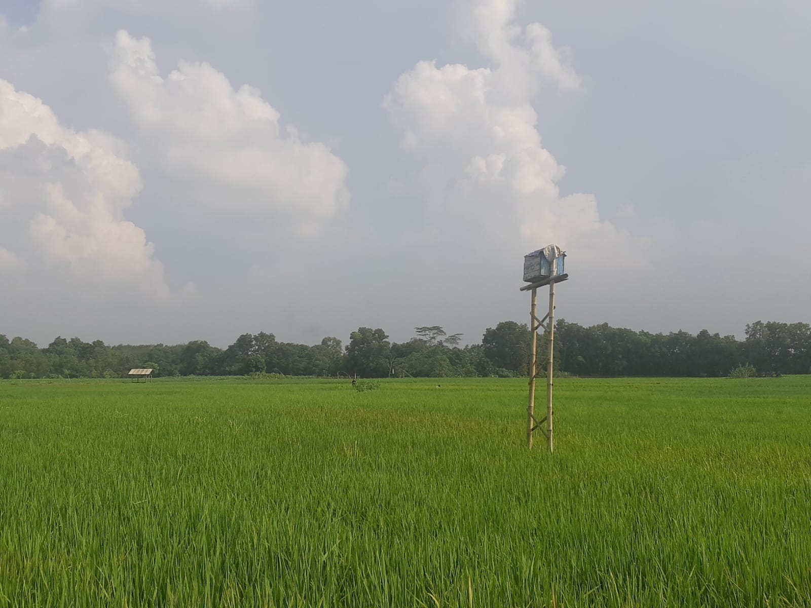 DKP3 Metro Sebut Hasil Pertanian dan Peternakan Mencukupi