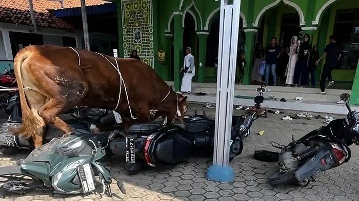 Sapi-Kurban-Mengamuk.jpg