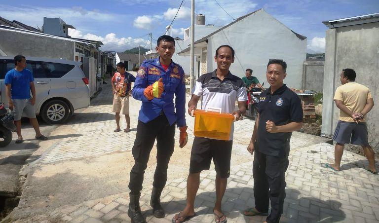 Damkarmat Pringsewu Berhasil Evakuasi Ular Koros Sepanjang 1,2 Meter di Perumahan Pekon Sidoharjo