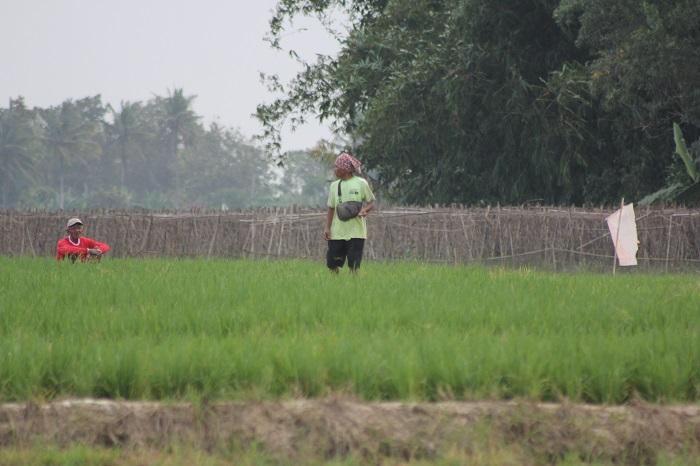 Serangan-tikus-dan-sundep-pada-tanaman-padi-petani-Lampung-Tengah-meluas.jpg