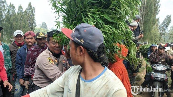 TEMUAN-LADANG-GANJA-Polres-Lumajang.jpg