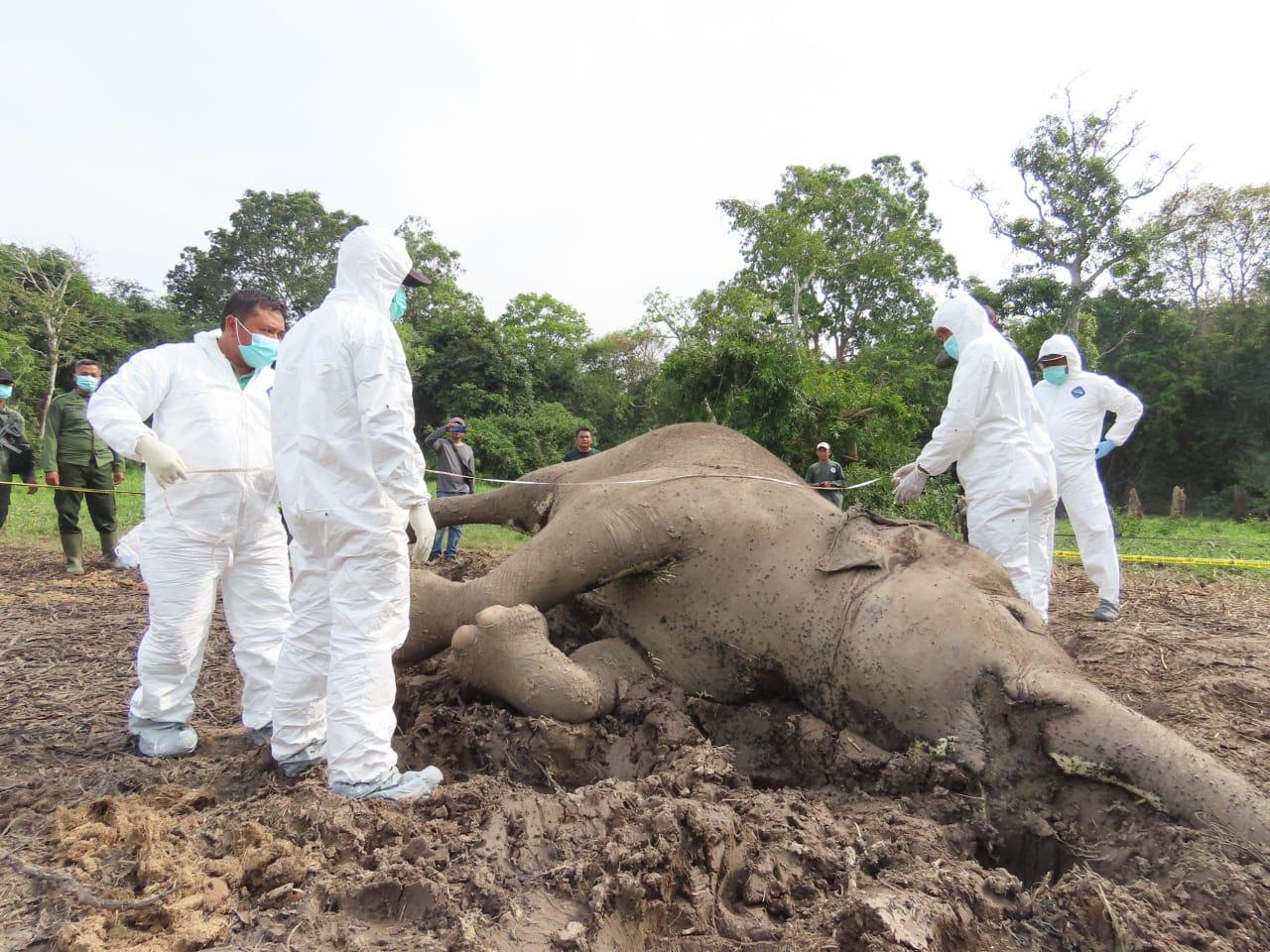 Organ Dalam Gajah Liar yang Mati di TNWK Lampung Timur Dicek di Laboratorium