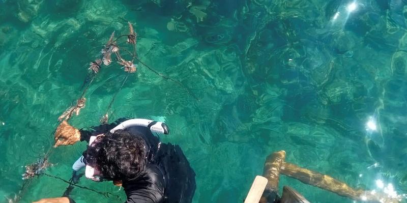 Transplantasi-terumbu-karang-di-Pulau-Pahawang-c.jpg
