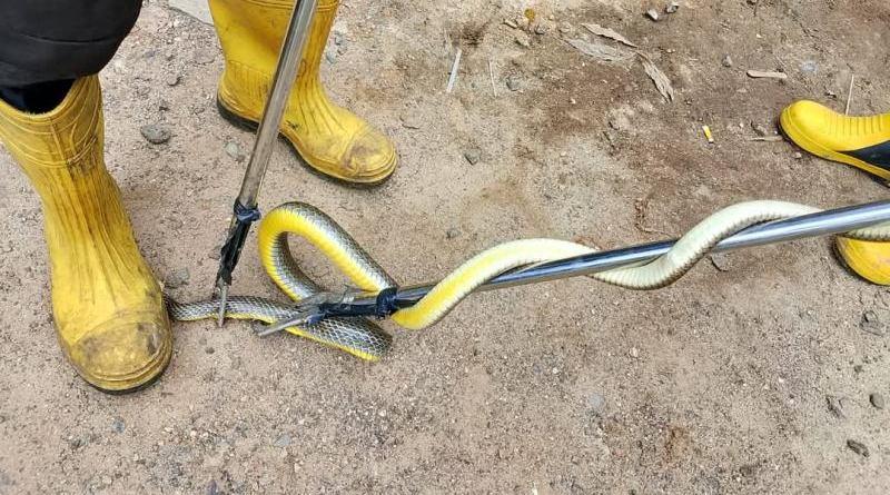 Ular Berbisa Masuk Rumah Warga Tulangbawang Lampung Dievakuasi Damkartan