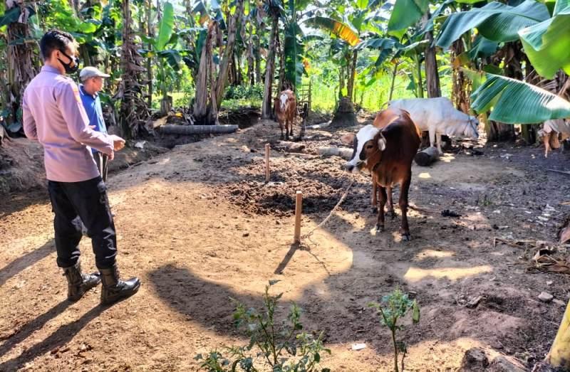 Vaksinasi PMK Tahap 1, 2 dan 3 di Mesuji Lampung Capai 4.990 Ekor Ternak