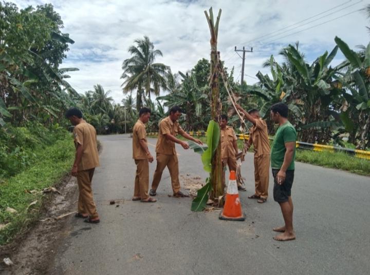 Protes Jalan Berlubang, Warga Pesisir Barat Tanam Pohon Pisang di Jalinbar